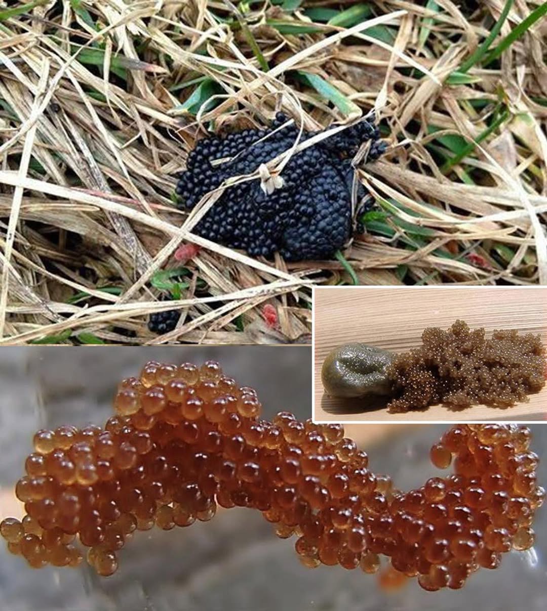 Si vous voyez ces œufs dans votre jardin, brûlez-les immédiatement… 👇 Détails dans le commentaire.