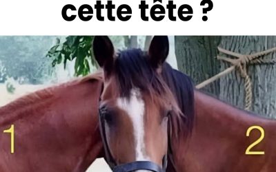 Cette tête appartient à… quel cheval ? 🐴 Une énigme qui a laissé perplexes des milliers de personnes ! 👉 Découvrez l’analyse et la réponse via le lien dans le 1er commentaire 👇👇👇
