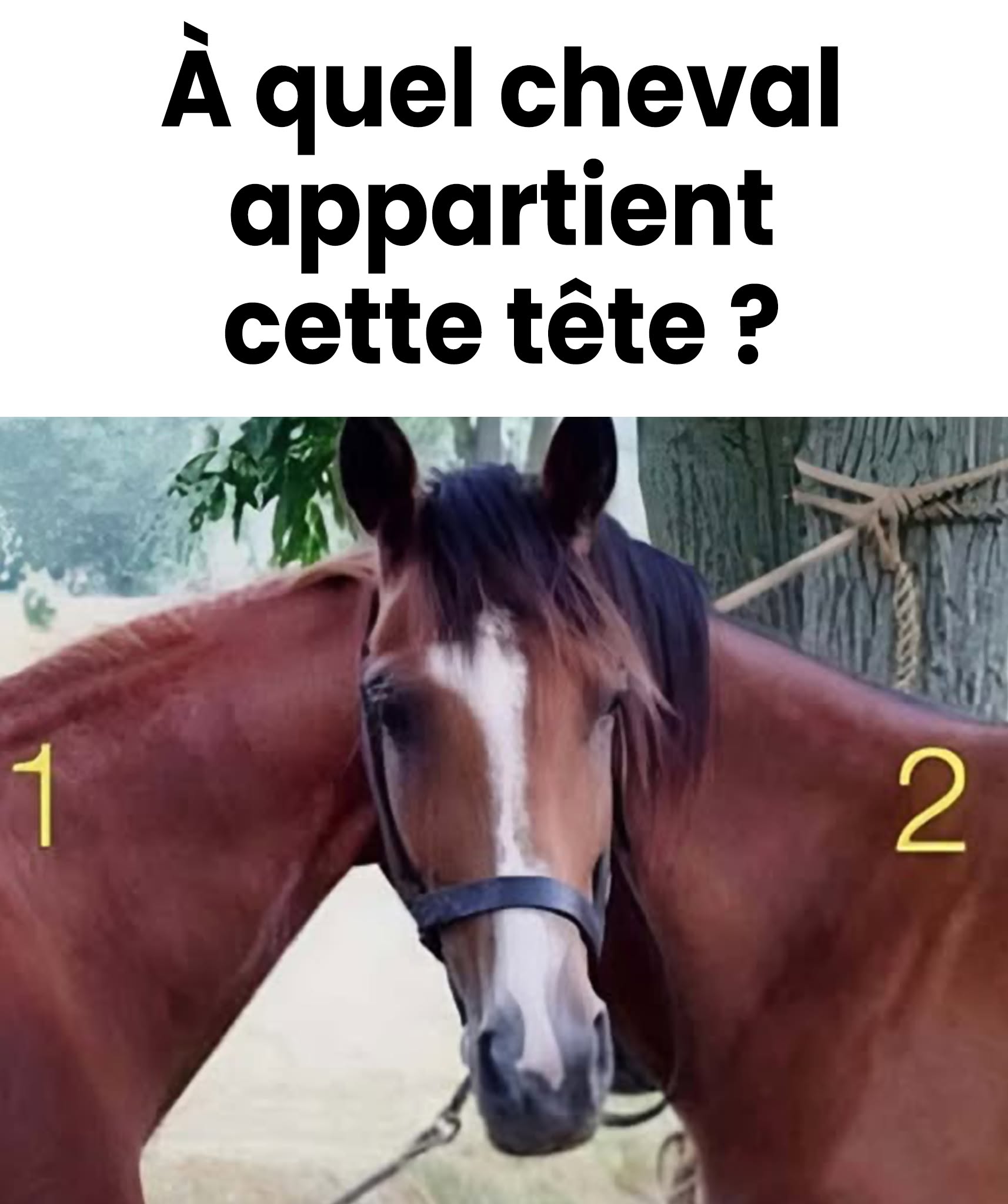 Cette tête appartient à… quel cheval ? 🐴 Une énigme qui a laissé perplexes des milliers de personnes ! 👉 Découvrez l’analyse et la réponse via le lien dans le 1er commentaire 👇👇👇