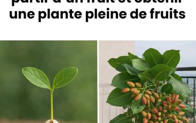 L’astuce pour faire germer des pistachiers en pot à partir des fruits vous permettra d’obtenir un plant qui donnera des fruits. Je vous explique tout