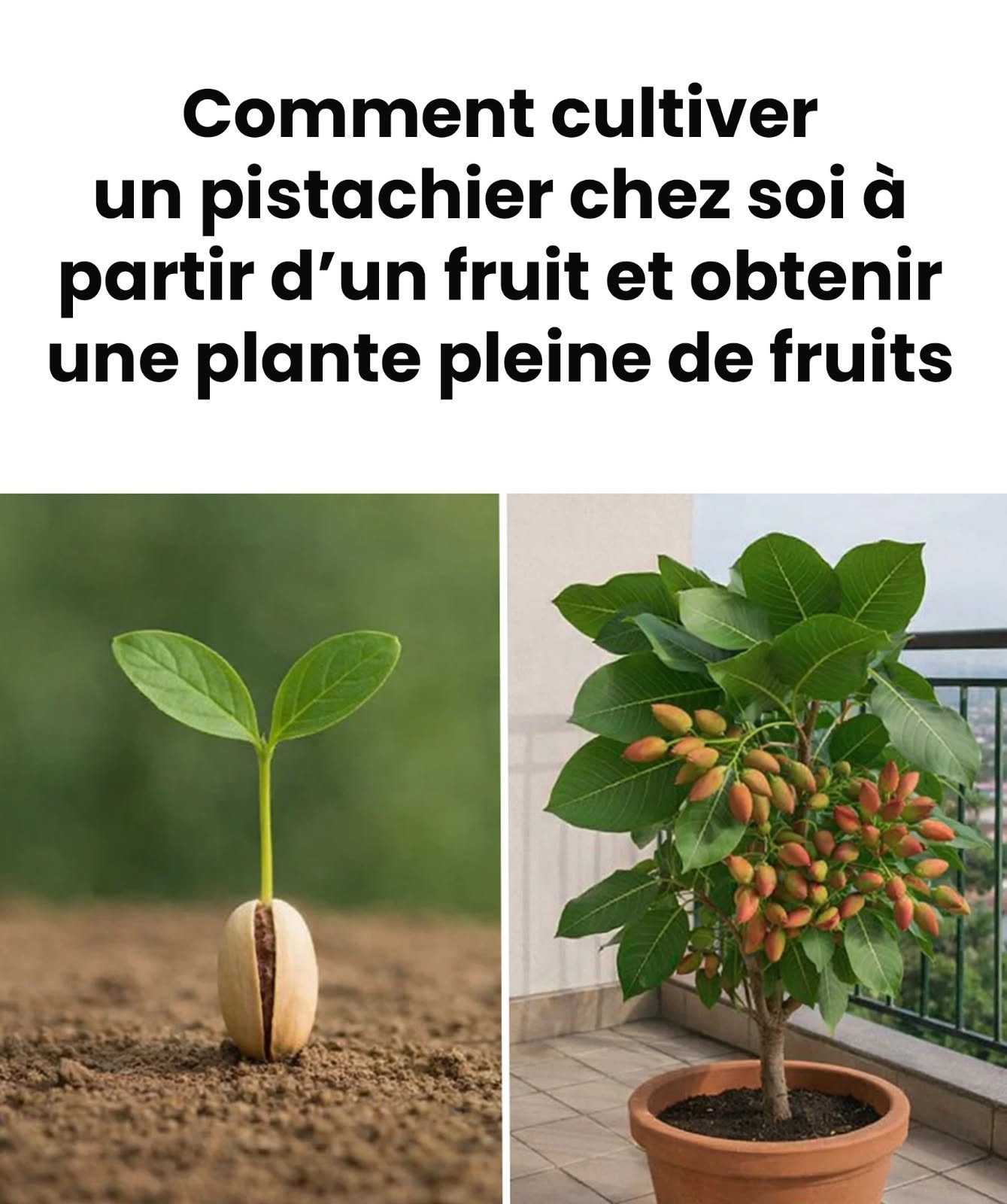 L’astuce pour faire germer des pistachiers en pot à partir des fruits vous permettra d’obtenir un plant qui donnera des fruits. Je vous explique tout