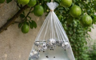 Accrochez un sac d’eau à une branche et vous n’allez pas croire ce qui se passe. 🤔😱… Voir plus