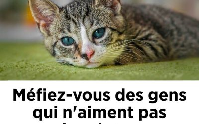 Méfiez-vous des gens qui n'aiment pas les chats. Voici pourquoi