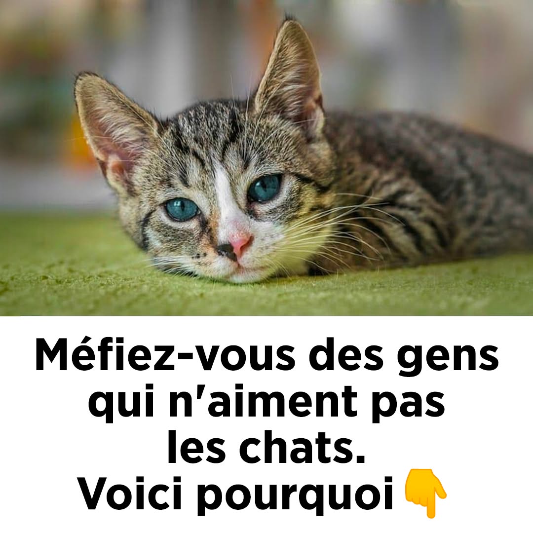Méfiez-vous des gens qui n'aiment pas les chats. Voici pourquoi