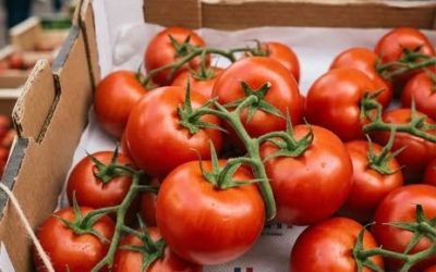 Les médecins avertissent que manger des tomates tous les jours provoque… Voir plus 👇 Commentaires