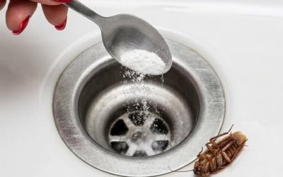 J'ai trouvé un cafard et plusieurs autres dans ma maison : ils reviennent ! Heureusement, j'ai une astuce infaillible : voici comment l'utiliser. Une seule fois suffit et ils disparaîtront pour de bon. 👇