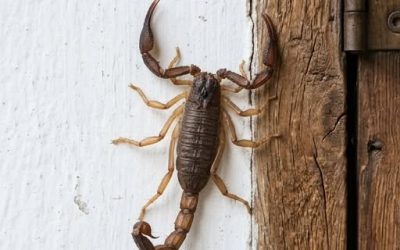 Saviez-vous que les scorpions vous rendent visite lorsque… Voir plus