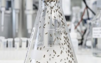 Comment se débarrasser des moucherons dans la cuisine ?