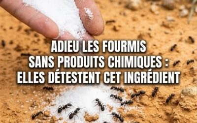 Les fourmis ne peuvent pas le supporter ! Utilisez-le pour les tenir à distance définitivement. 👇 Commentaires