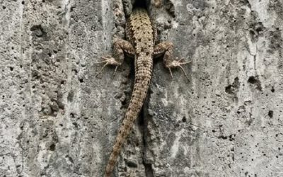Ce matin-là, je suis sortie sur le balcon et j’ai remarqué quelque chose d’étrange qui bougeait à l’intérieur du mur. À ce moment-là, j’ai été saisie d’une peur intense, surtout quand j’ai compris ce que c’était. 😢😲  Ce matin-là, je suis sortie sur le balcon tout machinalement : pour ouvrir la fenêtre, respirer un bon coup et me réveiller. Et soudain, mon regard s’est comme posé sur le mur. Il y avait quelque chose. Quelque chose bougeait.  Lentement, étrangement, comme si ce… En voir plus