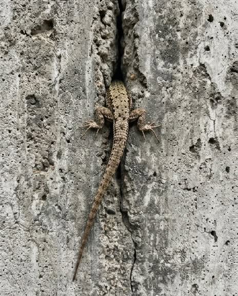 Ce matin-là, je suis sortie sur le balcon et j’ai remarqué quelque chose d’étrange qui bougeait à l’intérieur du mur. À ce moment-là, j’ai été saisie d’une peur intense, surtout quand j’ai compris ce que c’était. 😢😲  Ce matin-là, je suis sortie sur le balcon tout machinalement : pour ouvrir la fenêtre, respirer un bon coup et me réveiller. Et soudain, mon regard s’est comme posé sur le mur. Il y avait quelque chose. Quelque chose bougeait.  Lentement, étrangement, comme si ce… En voir plus