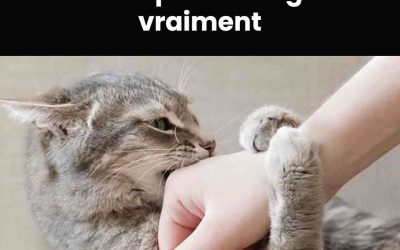 Votre chat vous mordille sans raison ? Ce geste cache un message que beaucoup de maîtres ignorent 😼⚠️👇 Voir plus