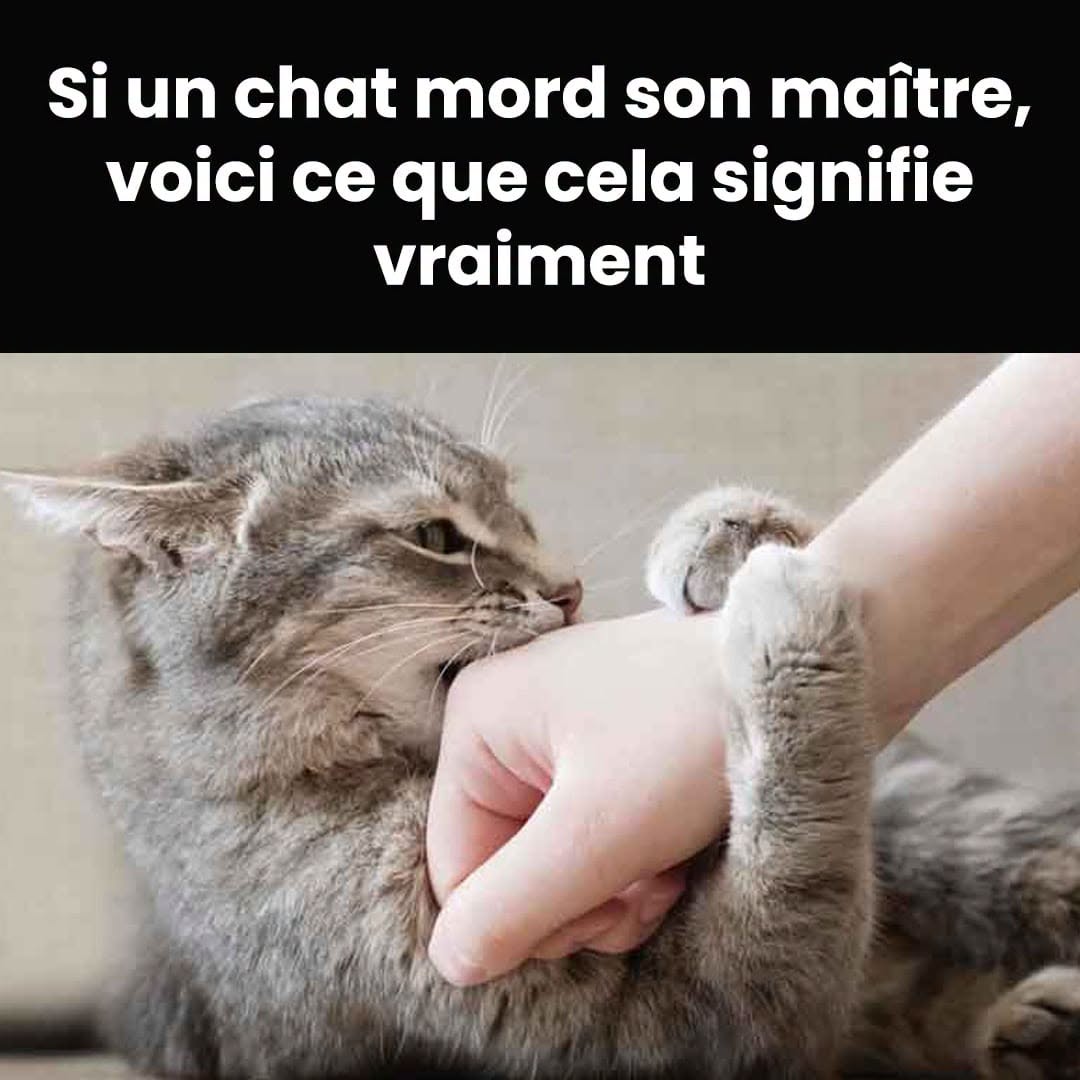 Votre chat vous mordille sans raison ? Ce geste cache un message que beaucoup de maîtres ignorent 😼⚠️👇 Voir plus