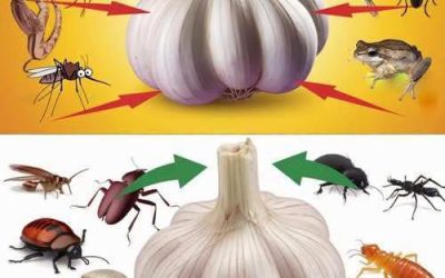 Comment utiliser l’ail pour se débarrasser naturellement des nuisibles : Souris, mouches, poux, cafards, moustiques et lézards– 😁✨ Découvrez comment ça fonctionne👇