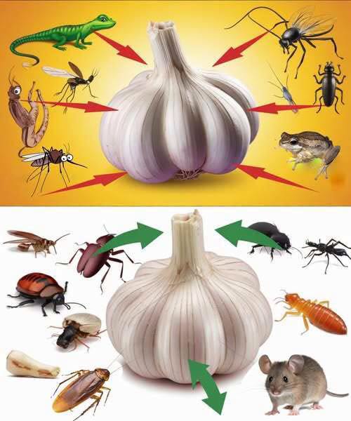 Comment utiliser l’ail pour se débarrasser naturellement des nuisibles : Souris, mouches, poux, cafards, moustiques et lézards– 😁✨ Découvrez comment ça fonctionne👇