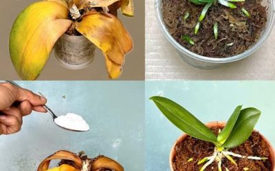 Après avoir vu cette astuce, vous ne jetez plus jamais de vieilles orchidées