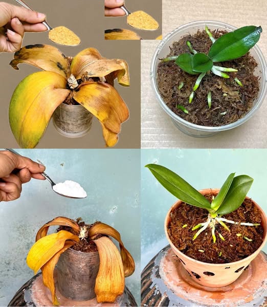 Après avoir vu cette astuce, vous ne jetez plus jamais de vieilles orchidées