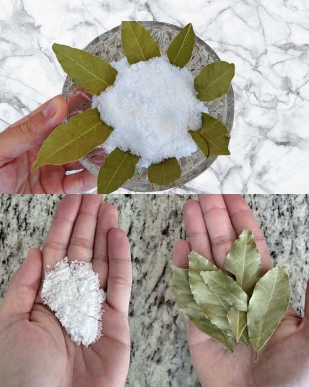 Ma grand-mère a toujours l’habitude de placer des feuilles de laurier dans du sel 😯. Quand j’ai enfin compris pourquoi, j’ai été vraiment étonnée — je n’avais jamais vu une astuce pareille 😅. Depuis, je la reproduis moi-même, et le résultat est bluffant 😍. Voici à quoi sert exactement le sel associé aux feuilles de laurier 👇👇‼️⚠