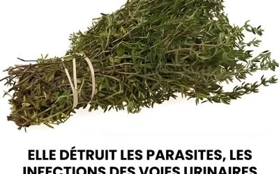 La plante la plus puissante qui détruit les parasites, les infections des voies urinaires et de la vessie, l’herpès et les virus de la grippe.. voir plus