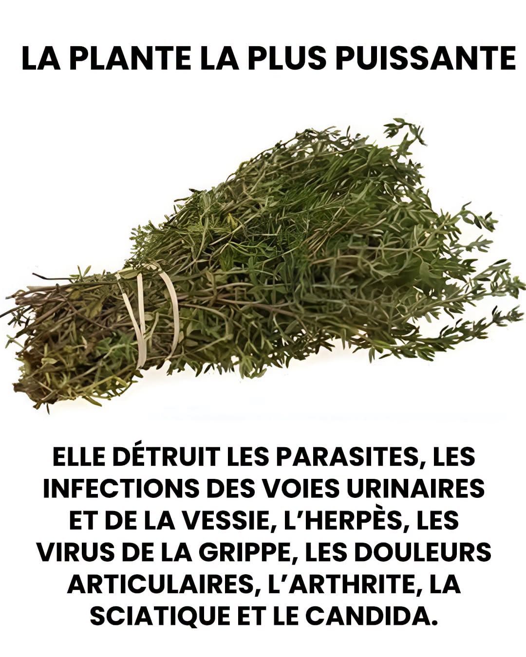 La plante la plus puissante qui détruit les parasites, les infections des voies urinaires et de la vessie, l’herpès et les virus de la grippe.. voir plus