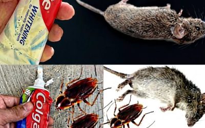 Arrêtez d’acheter des produits coûteux contre les souris, les cafards et les fourmis. Une simple astuce avec du dentifrice peut vous aider à éloigner ces visiteurs indésirables de votre maison. Depuis que j’utilise cette méthode, je vois beaucoup moins de nuisibles chez moi. Facile, économique et rapide à mettre en place, elle vaut vraiment le détour. Si vous en avez assez de dépenser votre argent dans des solutions qui ne donnent pas les résultats espérés, testez cette astuc… En voir plus