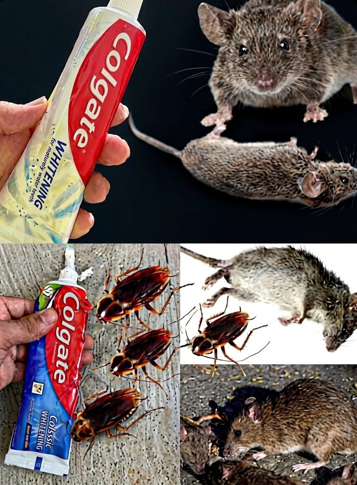 Arrêtez d’acheter des produits coûteux contre les souris, les cafards et les fourmis. Une simple astuce avec du dentifrice peut vous aider à éloigner ces visiteurs indésirables de votre maison. Depuis que j’utilise cette méthode, je vois beaucoup moins de nuisibles chez moi. Facile, économique et rapide à mettre en place, elle vaut vraiment le détour. Si vous en avez assez de dépenser votre argent dans des solutions qui ne donnent pas les résultats espérés, testez cette astuc… En voir plus