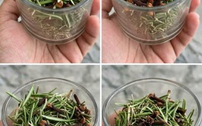 Associez le romarin aux clous de girofle et découvrez une astuce méconnue 🌿👇