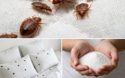 Punaises de lit à la maison ? 👉 Découvrez comment vous en débarrasser sans produits toxiques.