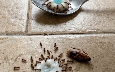 Placez ceci dans votre maison pendant seulement 1 heure et dites adieu aux mouches, moustiques et cafards. 😲👇