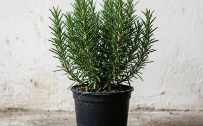 Buvez une tisane de romarin à jeun pendant 15 jours et découvrez les bienfaits qu’elle pourrait apporter à votre organisme… Voir plus.