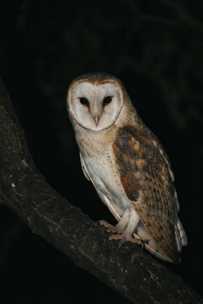 Une chouette rôde près de chez vous ? Voici ce que cela signifie vraiment