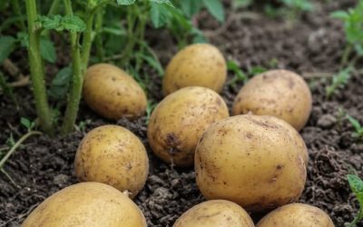 Les médecins révèlent que manger des pommes de terre provoque… Voir plus…