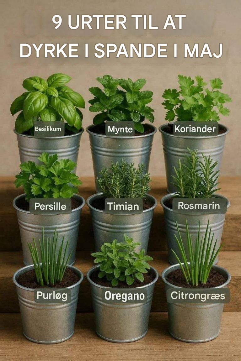 9 herbes aromatiques que vous pouvez cultiver en pots en mai