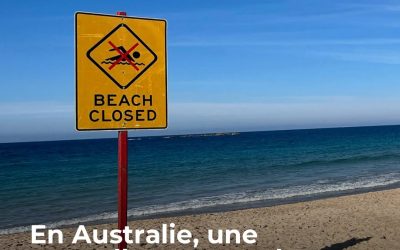Une nageuse a été mordue par un requin à Sydney, sur l’une des plages les plus fréquentées du pays. Les autorités ont pris la décision de fermer plusieurs plages par précaution. 👉