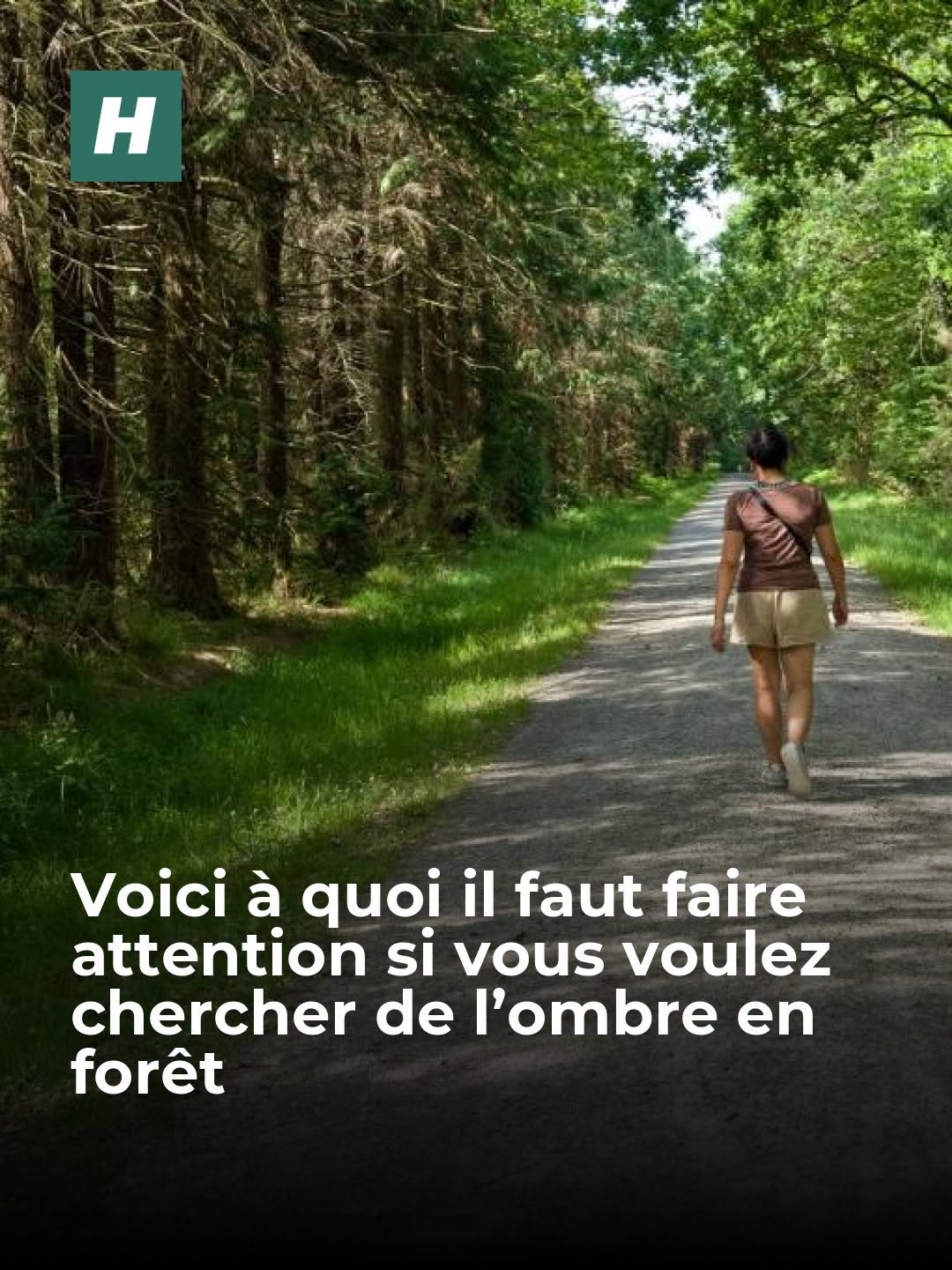 Une promenade en forêt peut permettre de se rafraîchir lorsque les températures sont caniculaires, mais le risque de feux de forêt ne doit pas être oublié.