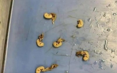 Ils ressemblent à de petites graines, mais ils sont... Voir plus