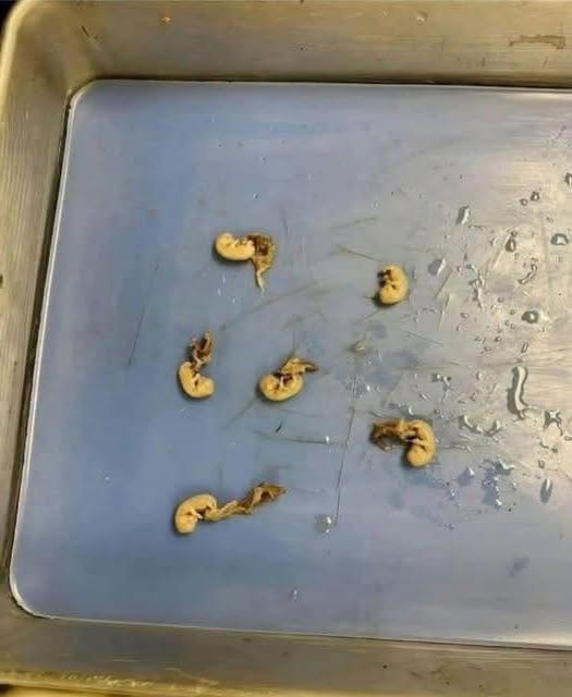 Ils ressemblent à de petites graines, mais ils sont... Voir plus