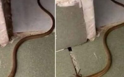Quand ce serpent entre dans votre maison, cela signifie que vous avez... voir plus