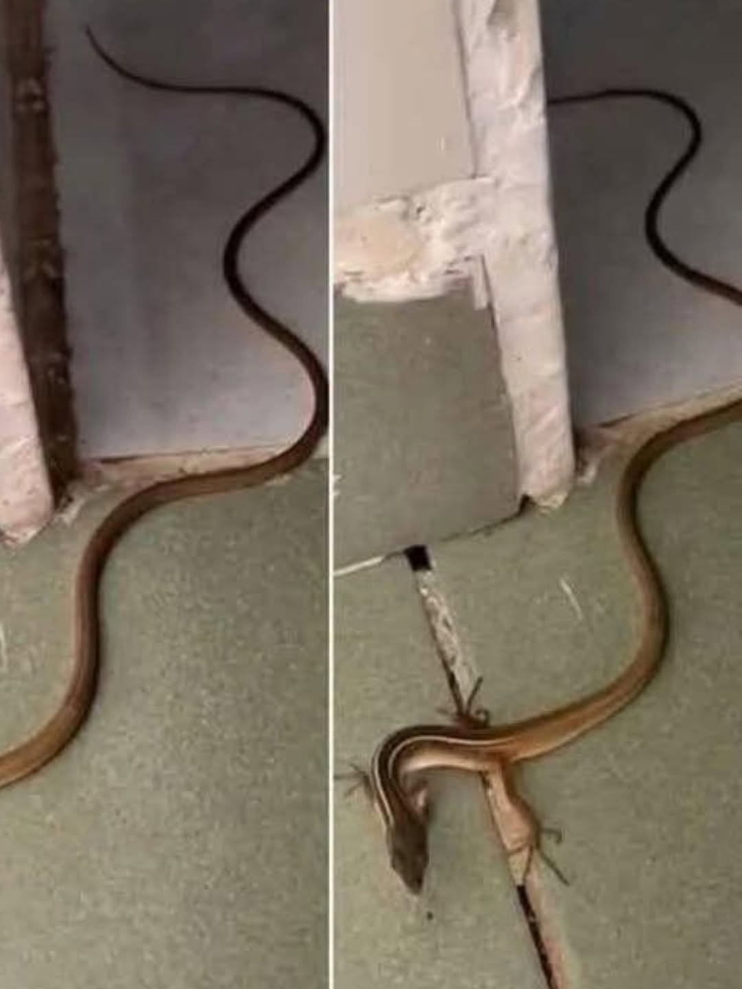 Quand ce serpent entre dans votre maison, cela signifie que vous avez... voir plus