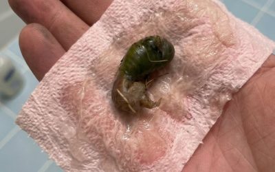 On a trouvé ça dans notre salle de bain. La première fois que je l'ai vu, j'ai vraiment eu peur. Mon mari est venu et l'a ramassé avec un mouchoir. Ça fait vingt minutes qu'on le regarde en essayant de comprendre ce que c'est. Est-ce que quelqu'un sait de quoi il s'agit ? Consultez le premier commentaire pour avoir la réponse 👇