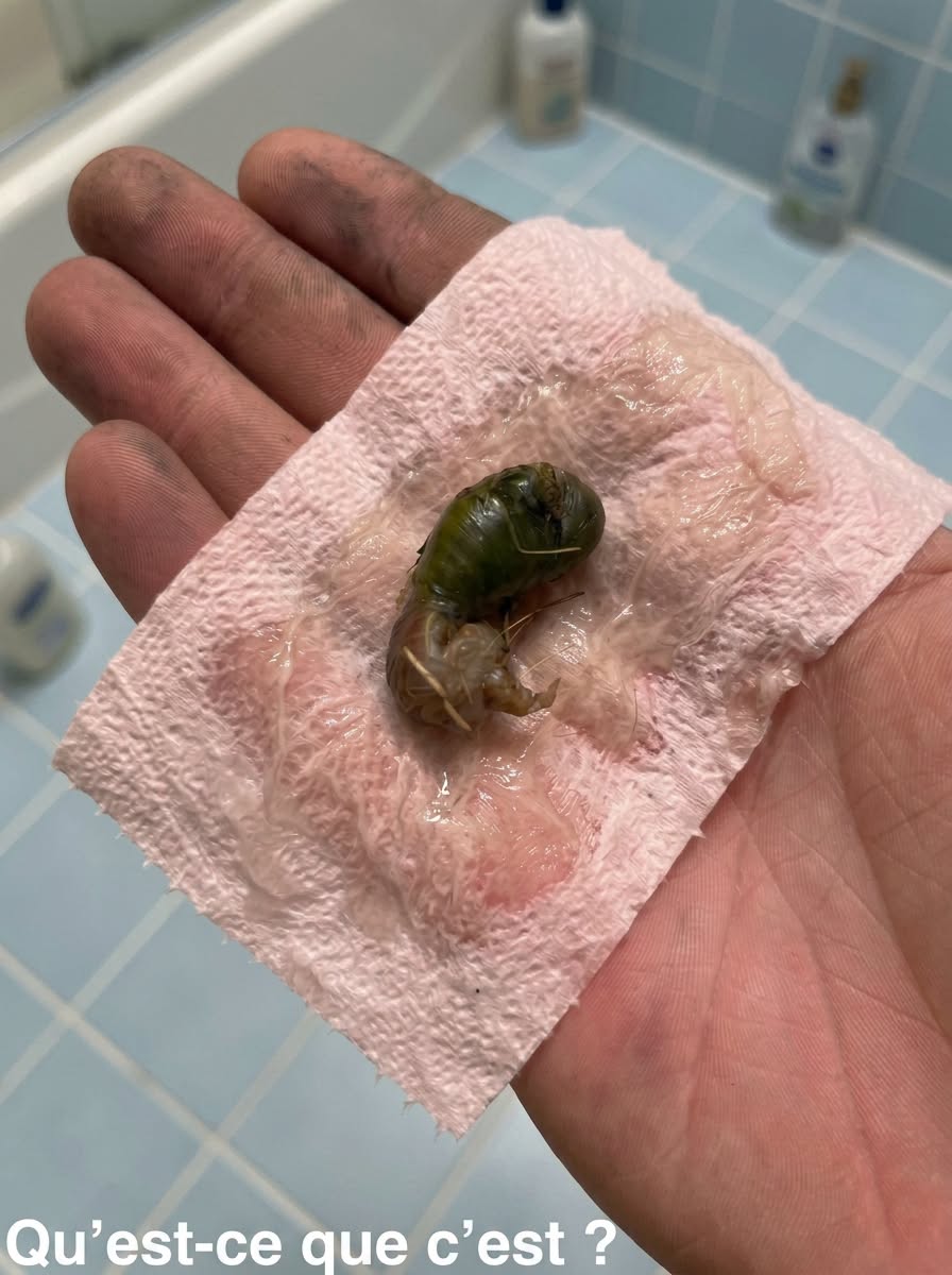 On a trouvé ça dans notre salle de bain. La première fois que je l'ai vu, j'ai vraiment eu peur. Mon mari est venu et l'a ramassé avec un mouchoir. Ça fait vingt minutes qu'on le regarde en essayant de comprendre ce que c'est. Est-ce que quelqu'un sait de quoi il s'agit ? Consultez le premier commentaire pour avoir la réponse 👇