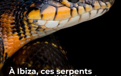 Depuis leur introduction sur l’île des Baléares, les couleuvres « fer-à-cheval » n’ont cessé de s’étendre et menacent la biodiversité locale, à commencer par une espèce endémique de lézards.