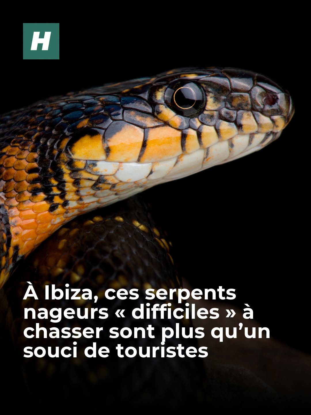 Depuis leur introduction sur l’île des Baléares, les couleuvres « fer-à-cheval » n’ont cessé de s’étendre et menacent la biodiversité locale, à commencer par une espèce endémique de lézards.