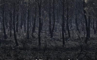 La préfète de la Gironde et les représentants de la filière ont alerté sur le risque que représentent la chute d’arbres et la prolifération de parasites ravageurs.