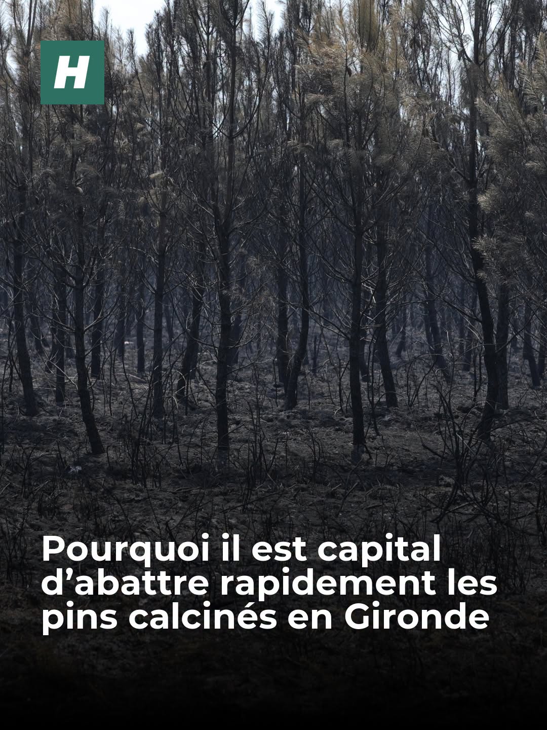La préfète de la Gironde et les représentants de la filière ont alerté sur le risque que représentent la chute d’arbres et la prolifération de parasites ravageurs.