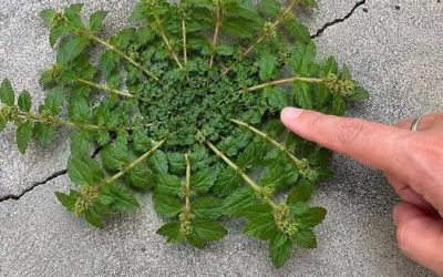 Rien qu'une seule feuille de cette plante vaut une véritable mine d'or ! 🤔🤯... Voir plus