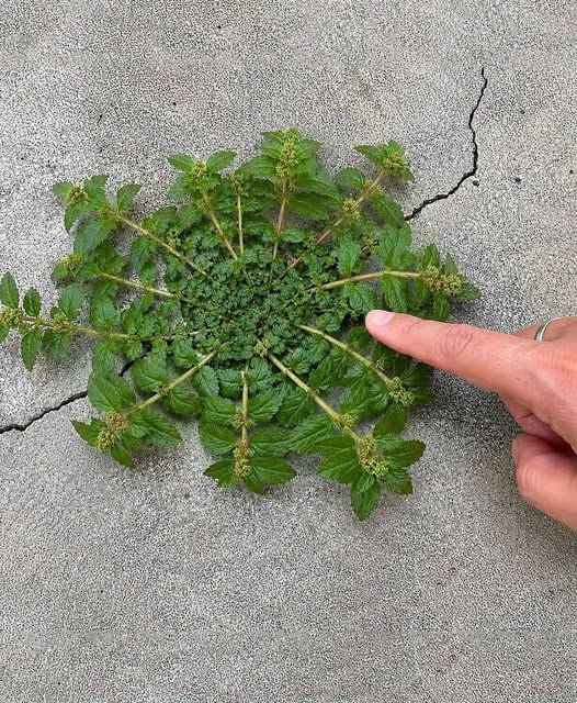 Rien qu'une seule feuille de cette plante vaut une véritable mine d'or ! 🤔🤯... Voir plus