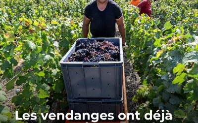 De premières vendanges ont débuté ce 6 août en Champagne. Jamais elles n’avaient eu lieu aussi tôt dans l’année, le signe d’un été record en chaleur et en sécheresse.