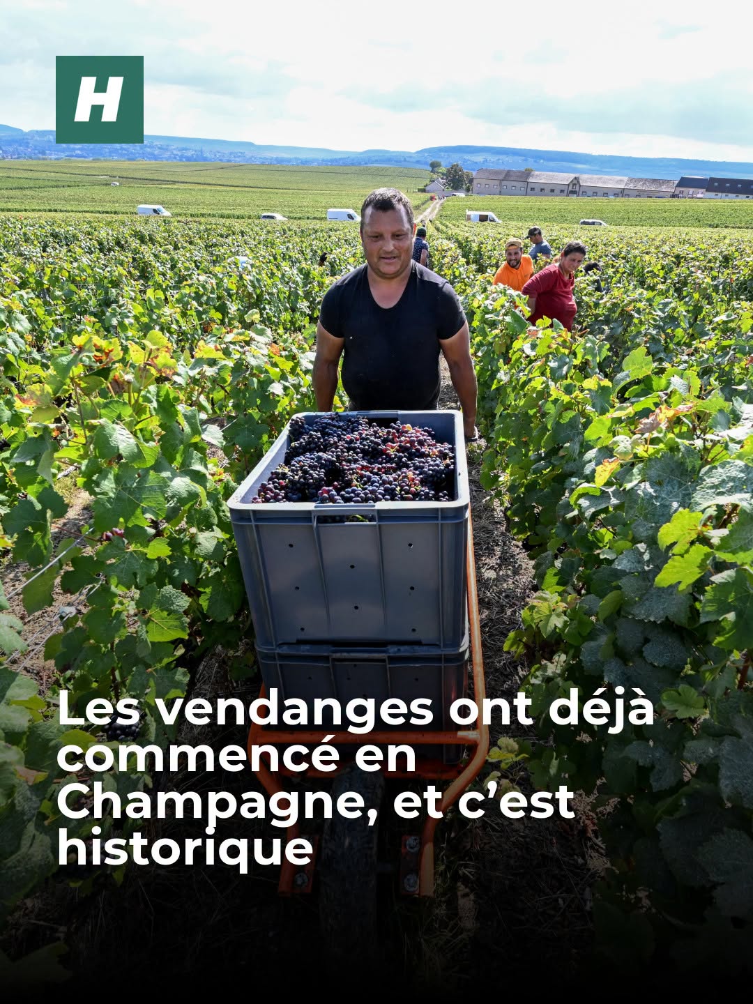 De premières vendanges ont débuté ce 6 août en Champagne. Jamais elles n’avaient eu lieu aussi tôt dans l’année, le signe d’un été record en chaleur et en sécheresse.