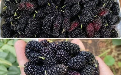 Avez-vous déjà goûté ce fruit ? Savez-vous comment il s'appelle ? Ce fruit de saison améliore la vision et régule la tension artérielle, mais il doit être consommé d'une certaine façon... lisez la suite dans le premier commentaire